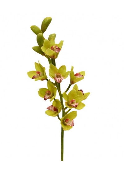 Cymbidium Deluxe 70cm Verde