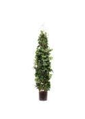 Edera rampicante Artificiale Deluxe 130cm
