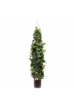Edera rampicante Artificiale Deluxe 130cm