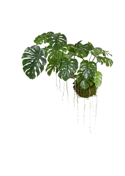 Monstera Pianta Pendente M su sfera di muschio