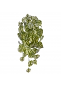 Peperomia Gold Dust Pianta Pendente Artificiale 65cm Variegato
