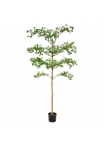 Bucida Buceras Albero Artificiale 180cm NT Verde