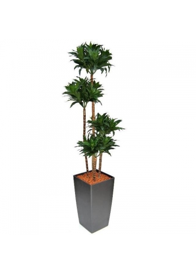 Dracaena Ignifugoagrans Artificiale 145cm