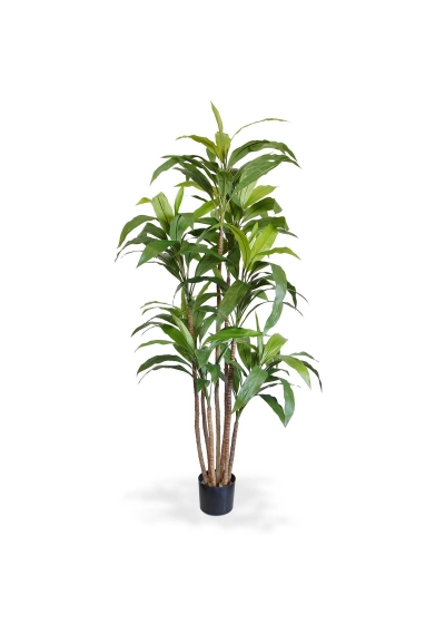 Dracena Ignifugoagrans XL Albero Artificiale 170cm