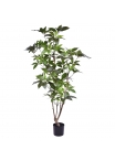 Schefflera Albero Artificiale 150cm