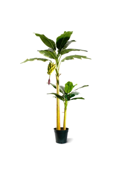 Banano Artificiale 240cm