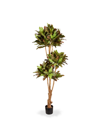 Croton bonsai Deluxe Albero Artificiale 175cm