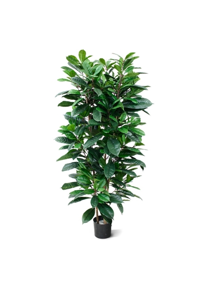 Ficus Cyathistipula Artificiale Deluxe 160cm