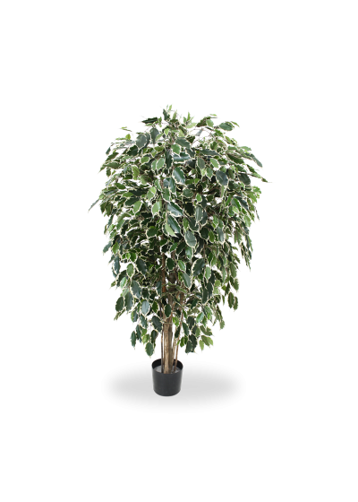 Ficus Exotica Artificiale Deluxe 150cm - Variegato