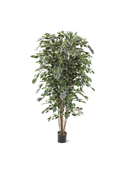 Ficus Exotica Artificiale Deluxe 180cm - Variegato