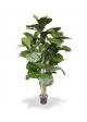 Ficus Lyrata Albero Artificiale Deluxe 170cm Ignifugo