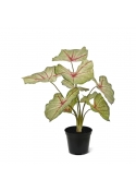 Caladium White Queen Pianta Artificiale 45cm