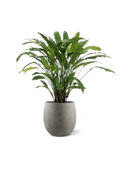 Calathea Artificiale 85cm - Verde
