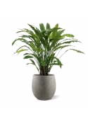 Calathea Artificiale 85cm - Verde
