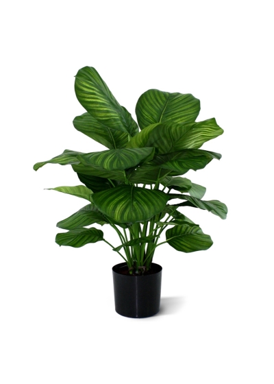 Calathea Fasciata Artificiale 80cm