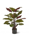 Calathea Makoyana Red Pianta Artificiale 60cm