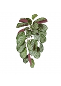 Calathea Red Roseopicta Pianta Pendente Artificiale 70cm