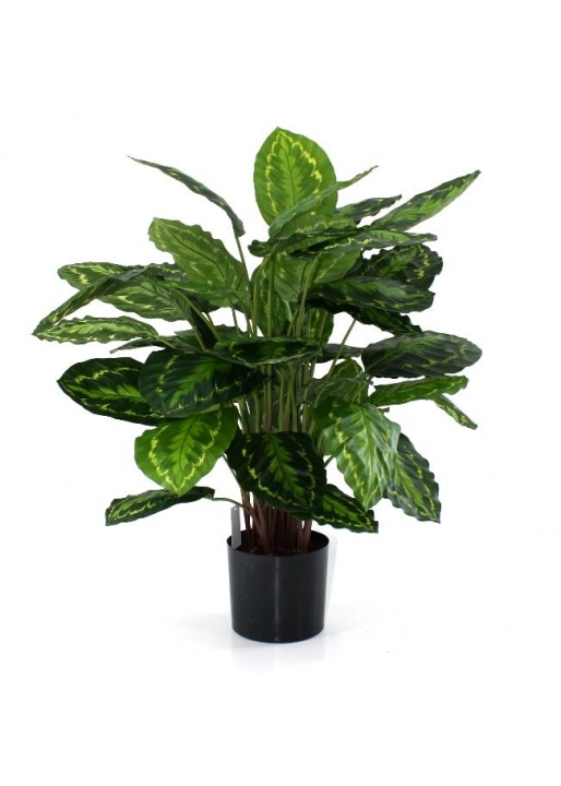 Calathea Rosea Picta Artificiale 80cm