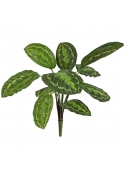 Calathea Roseopicta Pianta Artificiale 50cm