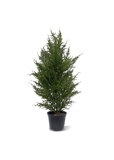 Conifera Artificiale 50cm