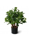 Crassula Pianta grassa Artificiale 40cm
