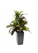 Croton Window Artificiale 50cm