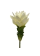 Curcuma 50 cm Bianco