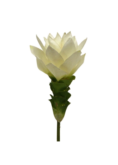 Curcuma 50 cm Bianco