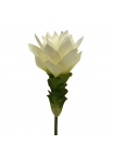 Curcuma 50 cm Bianco