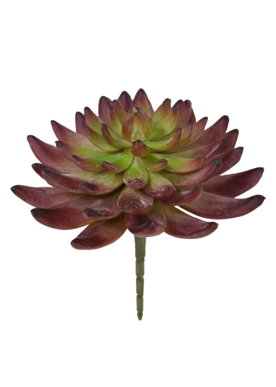 Echeveria cactus Artificiale Bordeaux 15cm