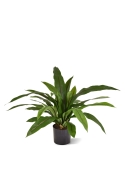 Felce Asplenium Antiquum Pianta Artificiale 60cm