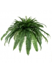 Felce Boston gigante Artificiale D95