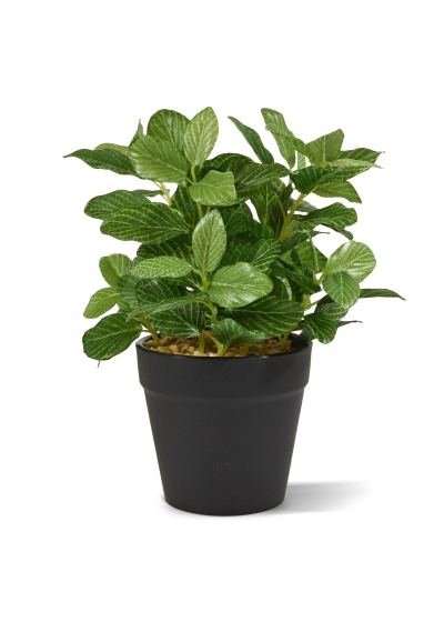 Fittonia Variegato Pianta Artificiale 18cm