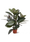 Philodendron Window Artificiale 50cm