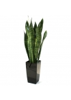 Sansevieria Artificiale 70cm - Verde
