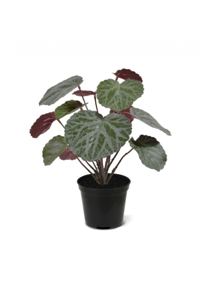 SaxiIgnifugoaga Pianta Artificiale Verde/Rosso 25cm in vaso 10cm