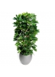 Schefflera a colonna Artificiale 120cm