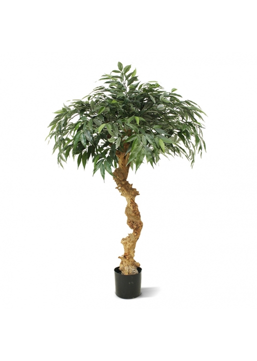 Shirakashi Bonsai Artificiale su tronco 100cm