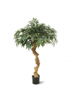 Shirakashi Bonsai Artificiale su tronco 100cm