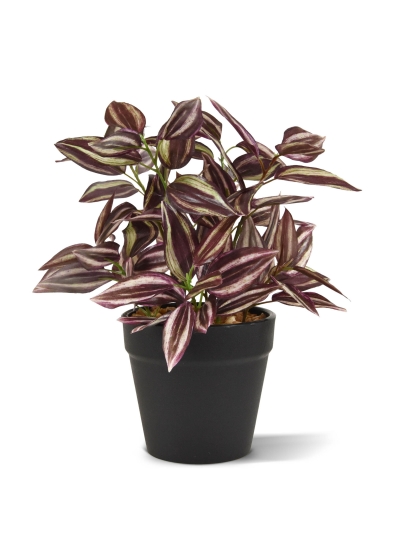 Tradescantia Pianta Artificiale 18cm - Bordeaux