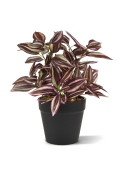 Tradescantia Pianta Artificiale 18cm - Bordeaux
