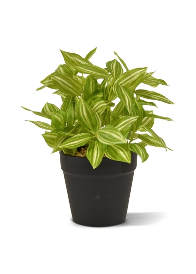 Tradescantia Pianta Artificiale 18cm - Variegato