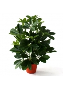 Schefflera Artificiale da finestra 50cm