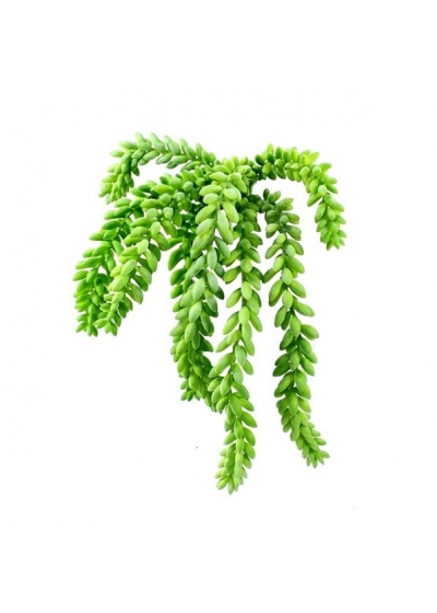 Sedum Donkey Tail Pianta grassa Artificiale 25cm