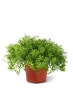 Senecio Pianta grassa Artificiale 30cm