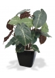 Syngonium Artificiale 60cm