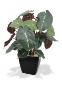 Syngonium Artificiale 60cm
