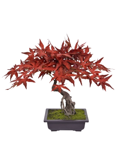 Acero Bonsai Artificiale 50cm Verde