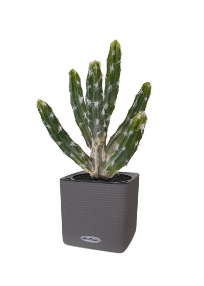 Tetragonus Cactus Artificiale 35cm - Verde