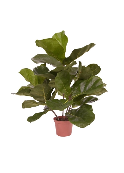 Ficus Royal Lyrata Pianta Artificiale 45cm